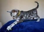 Ares - Bengal Kitten For Sale - Norwalk, CT, US