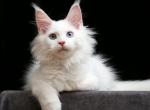 Zador - Maine Coon Kitten For Sale - Hollywood, FL, US