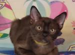 Konnor - Burmese Kitten For Sale - Norwalk, CT, US