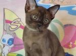 Kiara - Burmese Kitten For Sale - Norwalk, CT, US