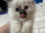 Ariel - Ragdoll Kitten For Sale - Hawley, PA, US