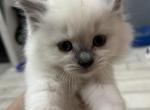 Cinderella - Ragdoll Kitten For Sale - Hawley, PA, US