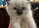 Prince - Ragdoll Kitten For Sale - Hawley, PA, US