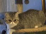 Binx   Exotic Short Hair - Exotic Kitten For Sale - 