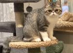 Binx   Exotic Short Hair - Exotic Kitten For Sale - Granbury, TX, US