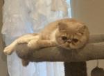 Milo   Exotic Short Hair - Exotic Kitten For Sale - Granbury, TX, US