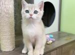 B011 - British Shorthair Kitten For Sale - Los Angeles, CA, US