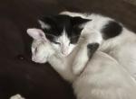 Biscuits - American Shorthair Kitten For Sale - Visalia, CA, US