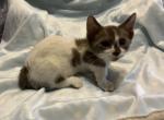 Austin & Amber Munchkins - Munchkin Kitten For Sale - FL, US