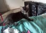 Mischief - Domestic Kitten For Sale - Alameda, CA, US