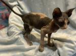 Barbie & Ken Minskins - Minskin Kitten For Sale - FL, US