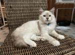 Benjamin - Ragdoll Cat For Sale - Port St. Lucie, FL, US