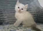 Cruz - Ragdoll Kitten For Sale - Los Angeles, CA, US