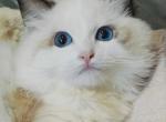 sandy - Ragdoll Kitten For Sale - Los Angeles, CA, US