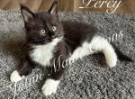 Percy - Maine Coon Kitten For Sale - Greensburg, IN, US