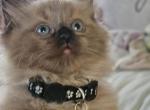 Oregano - Ragdoll Kitten For Sale - 