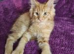 Triton The Little Mermaid Litter - Maine Coon Kitten For Sale - Kingman, AZ, US