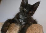 Hermonie - Maine Coon Kitten For Sale - Frederick, MD, US