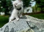 Hazelnut - Ragdoll Kitten For Sale - 