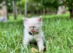 Dash - Ragdoll Kitten For Sale - 