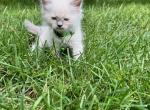 Dash - Ragdoll Kitten For Sale - Midland, NC, US