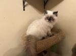 Sissy - Himalayan Kitten For Sale - 