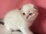 Tetyana - Scottish Fold Kitten For Sale - North Richland Hills, TX, US