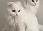 Habibi - Persian Cat For Adoption - Middlesex, NJ, US