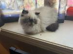 Antonio - Himalayan Kitten For Sale - 