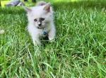 Winston - Ragdoll Kitten For Sale - Midland, NC, US