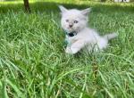 Magnum - Ragdoll Kitten For Sale - Midland, NC, US