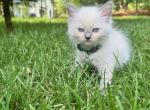 Sage - Ragdoll Kitten For Sale - Midland, NC, US