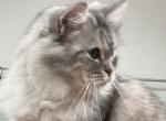 SALE on Penelope - Ragamuffin Cat For Sale - Salem, OR, US