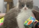 Godivas Blue bicolor boy - Ragamuffin Kitten For Sale - Salem, OR, US