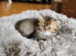 British Shorthair - British Shorthair Kitten For Sale - 