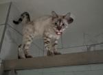 雪花 Snowflake aka Ascari - Bengal Kitten For Sale - Oklahoma City, OK, US