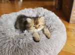 British Shorthair 2 - British Shorthair Kitten For Sale - Chicago, IL, US