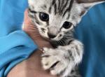 Silver boy one - Bengal Kitten For Sale - WA, US