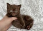 Dark British Shorthair male - British Shorthair Kitten For Sale - Seattle, WA, US