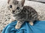 Silver girl one - Bengal Kitten For Sale - WA, US