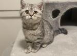 Scottish - Scottish Fold Kitten For Sale - Tukwila, WA, US