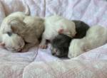 New Litter Persians   Michigan - Persian Kitten For Sale - Farmington, MI, US