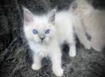 Captain - Ragdoll Kitten For Sale - 