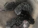 Macaronisbabies - Bengal Kitten For Sale - Medford, MA, US