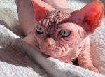 Cream sphynx girl - Sphynx Kitten For Sale - FL, US