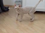 Lexus - Devon Rex Cat For Sale - 