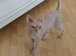 Lexus - Devon Rex Cat For Sale - 