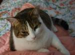 Venus - Domestic Cat For Adoption - Toronto, Ontario, CA