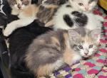 No name - American Shorthair Kitten For Sale - Berrien Spgs, MI, US