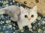 Anica - Scottish Fold Kitten For Sale - Cleveland, OH, US